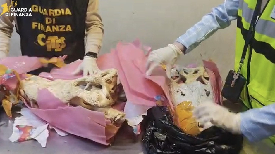  Malpensa, sequestrati due teschi di coccodrillo